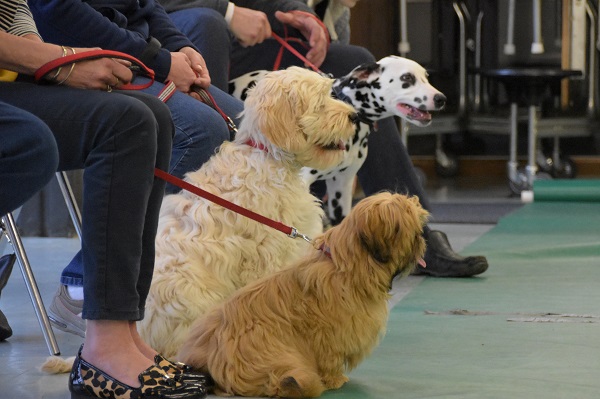 Kennel club puppy store training